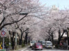 武蔵野市役所付近の桜