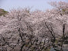 国分寺跡の桜